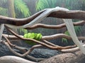 Horizontal image of a green snake inside an aquarium resting with old white snakeskin in front of iy