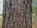 Tree Identification. Bark. Loblolly Pine. Pinus Taeda Royalty Free Stock Photo