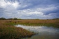 Horizontal image of a marsh with dry cordgrass in cloudy weather Royalty Free Stock Photo