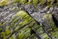 Horizontal image of Moss on Rocks