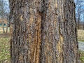 Tree Identification: Northern Catalpa. Catalpa speciousa