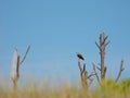 Osprey perched on tree limb Royalty Free Stock Photo