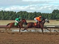 Illustration of 2 racehorses on the straight away