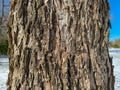 Tree Identification: Pecan. Carya illinoensis