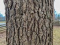 Tree Identification: Post Oak. Quercus stellata Royalty Free Stock Photo