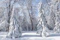 Pure white snow covered spruce trees in the park