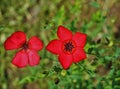 Horizontal image of a red blooming Adonis flower