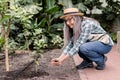 Horizontal image of senior woman gardener wearing jeans, shirt, apron and hat, working in a greenhouse, planting little Royalty Free Stock Photo