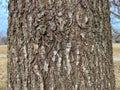 Tree Identification: Shingle Oak Quercus imbricaria Royalty Free Stock Photo