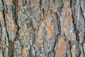 Tree Identification: Shortleaf Pine. Pinus Echinata Royalty Free Stock Photo