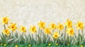 Spring Daffodils Border Background Royalty Free Stock Photo