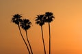 Horizontal image of Silhouette of four Mexican fan palm trees with orange sky