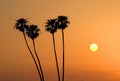 Horizontal image of Silhouette of four Mexican fan palm trees with orange sky at sunset