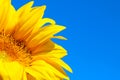 Horizontal image of sunflower over blue sky background. Abstract colorful nature background. Royalty Free Stock Photo