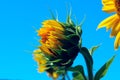 Horizontal image of sunflower over blue sky background. Abstract colorful nature background. Royalty Free Stock Photo