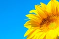 Horizontal image of sunflower over blue sky background. Abstract colorful nature background. Royalty Free Stock Photo