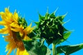 Horizontal image of sunflower over blue sky background. Abstract colorful nature background. Royalty Free Stock Photo