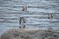 Three Haematopus ostralegus oystercatcher, Austernfischer flying over the water Royalty Free Stock Photo