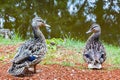 Two canadian ducks sitting together by a pond.