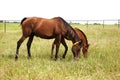 Horizontal image of two thoroughbred horses eating on a green meadow. Royalty Free Stock Photo