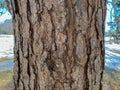 Tree Identification: Virginia Pine. Pinus virginiana Royalty Free Stock Photo