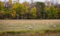 Group of white sheep grazing in a green pasture. Royalty Free Stock Photo