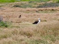 Horizontal image of a wild albatross in Hawaii Royalty Free Stock Photo