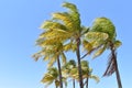 Horizontal image of wind blowing through palm trees against a clear blue sky. Royalty Free Stock Photo