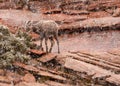 Horizontal imaged of a young desert big horned sheep in a snowstorm