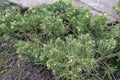 Horizontal juniper (Juniperus horizontalis) is used in landscape design