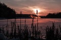 Silhouette of a reed plant against peachy sunset sky Royalty Free Stock Photo