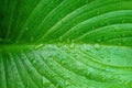 Macro of Arum Lily leaf with water drops from morning dew. Beautiful natural background with copy space. Royalty Free Stock Photo