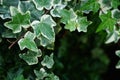 Macro of beautiful, lush green leaves of Common Ivy. With blurry background and copy space available.
