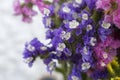 Macro of blooming purple statice flowers also known as sea lavender Royalty Free Stock Photo