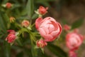 Macro of coral Knock Out Rose in full bloom next to fading roses. Royalty Free Stock Photo