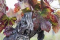 Macro of dry and old grape-bearing vine trunk with dried red leaves. End of harvest season in winemaking. Royalty Free Stock Photo