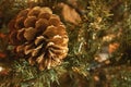 Macro of golden pinecone in artificial Christmas tree, with blurry background and copy space. Royalty Free Stock Photo