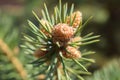 A sprig of a coniferous tree with small light brown cones and green needles. Royalty Free Stock Photo