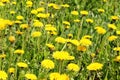 Horizontal mage of yellow dandelions. Abstract nature background. Landscapes concept.