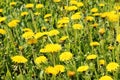 Horizontal mage of yellow dandelions. Abstract nature background. Landscapes concept.