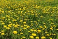 Horizontal mage of yellow dandelions. Abstract nature background. Landscapes concept.