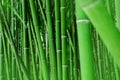 Horizontal natural bamboo wallpaper. Green background Royalty Free Stock Photo