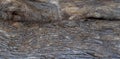 Horizontal natural grey old tree bark texture wood  background Royalty Free Stock Photo