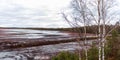 Horizontal nature view of a peat bog with some small birch trees close up