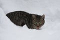 single wild stray Tabby cat hunting in the snow