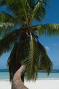 Horizontal palm on the beach of Anse Volbert on the Seychelles. Royalty Free Stock Photo