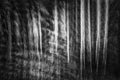 Horizontal panning view in black and white of a birch forest Royalty Free Stock Photo