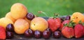 Horizontal panorama of summer fruits against the background of lush greenery, apricots, strawberries and cherries are near