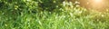 Horizontal panoramic natural background. Green grass