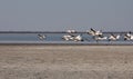 Horizontal pelicans flying